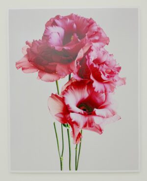 Vivid By Rankin